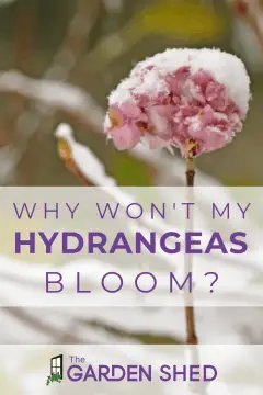 why aren't my hydrangeas blooming