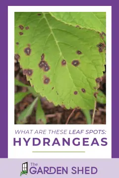 what are these leaf spots on my hydrangeas