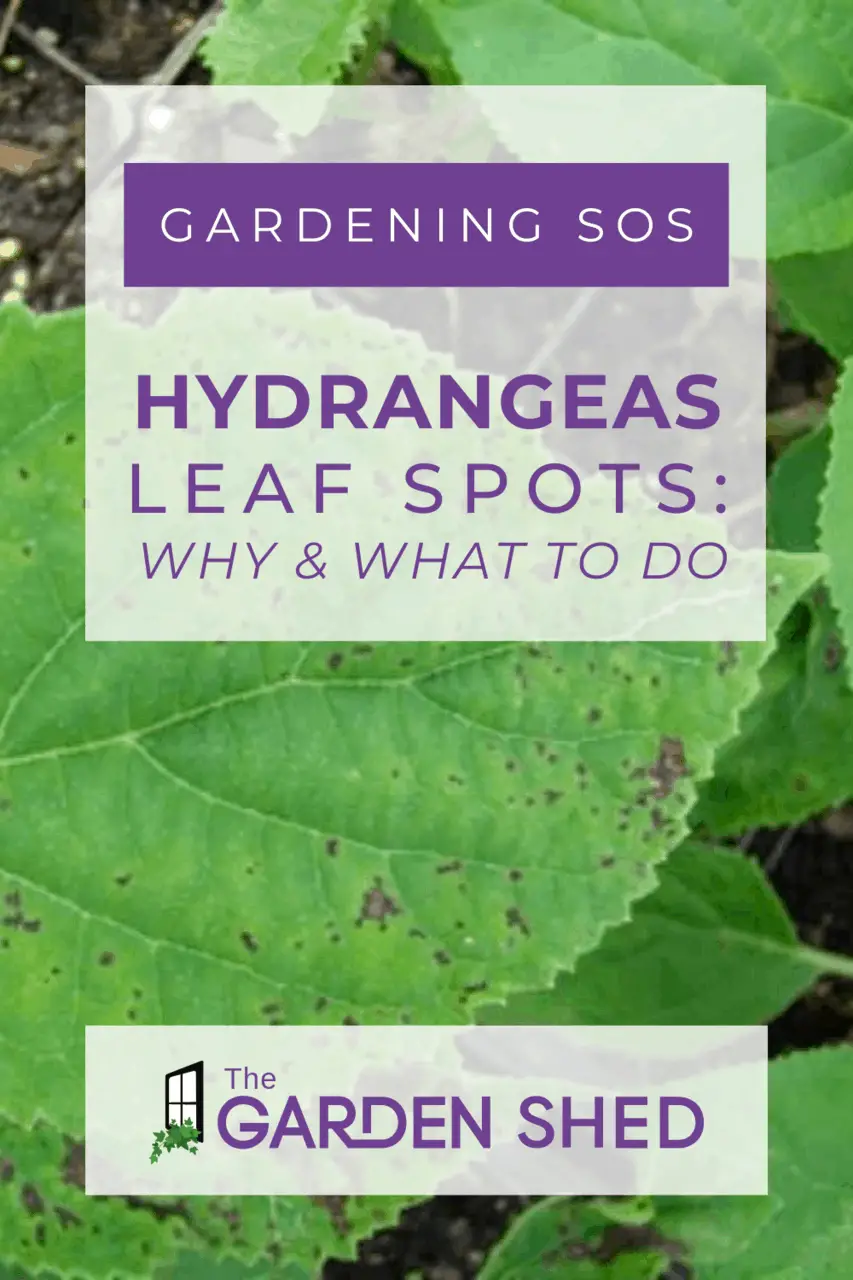 Brown Spots on Hydrangea Leaves: What\'s Going on and What to Do About It