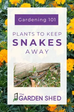use these plants to keep snakes away from your garden