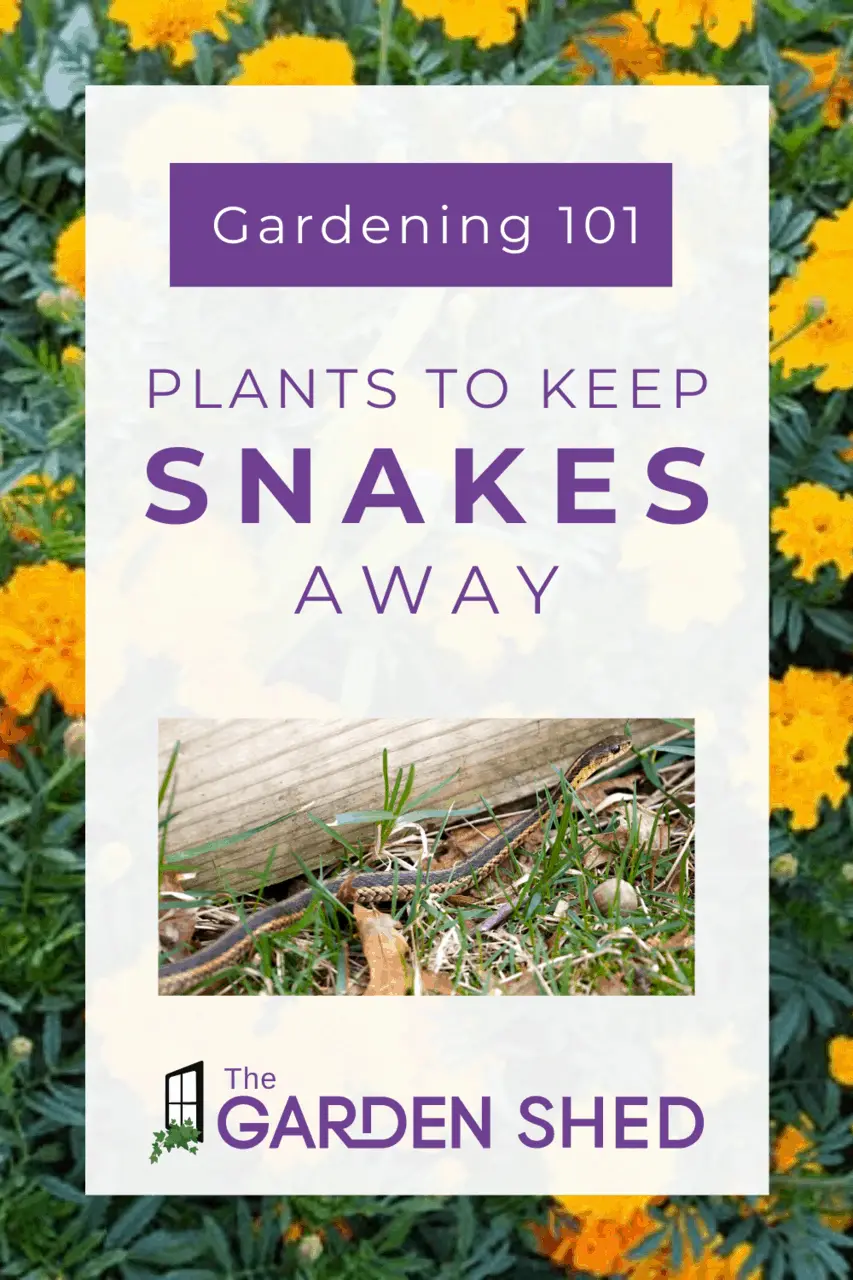 Plants That Keep Snakes Away