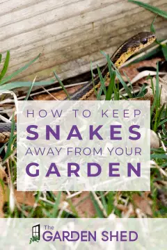 learn how to keep snakes away from my garden