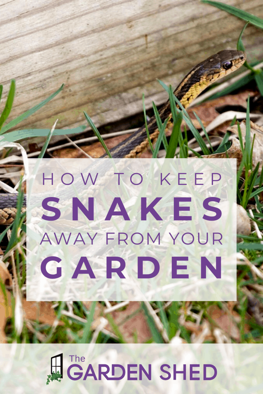 Plants That Keep Snakes Away