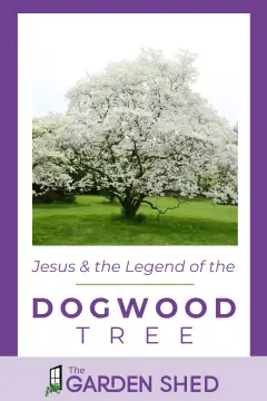 what is the legend of the dogwood tree