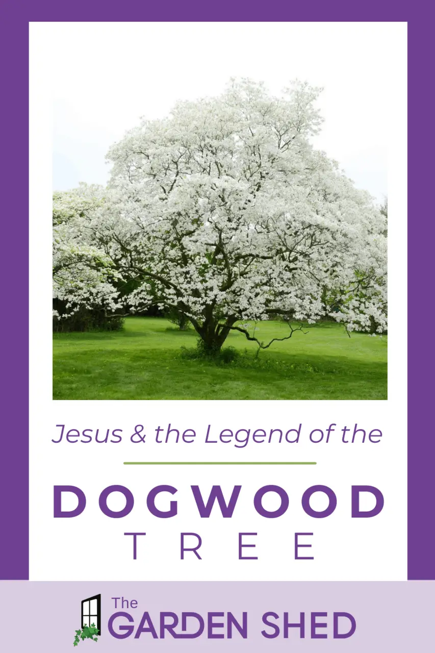 The Legend of the Dogwood Tree