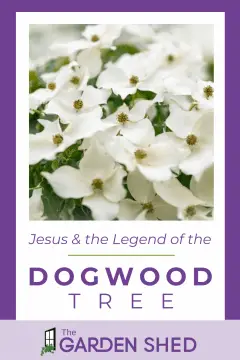 jesus and the dogwood tree legend