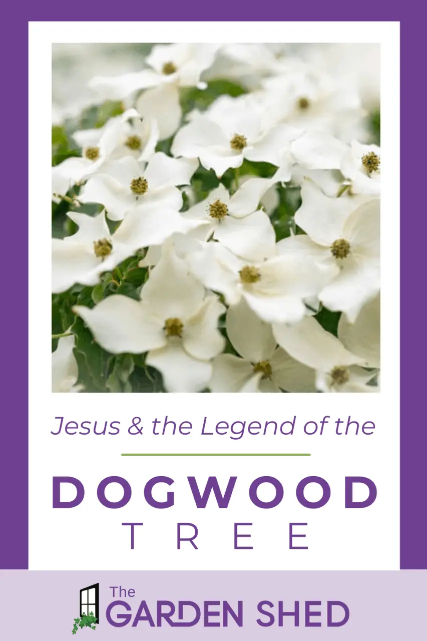 The Legend of the Dogwood Tree