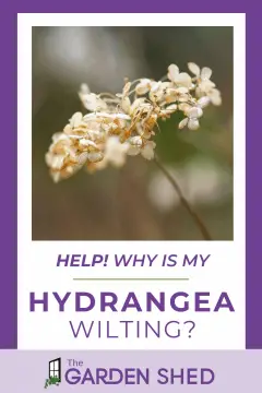 help! why is my hydrangea wilting