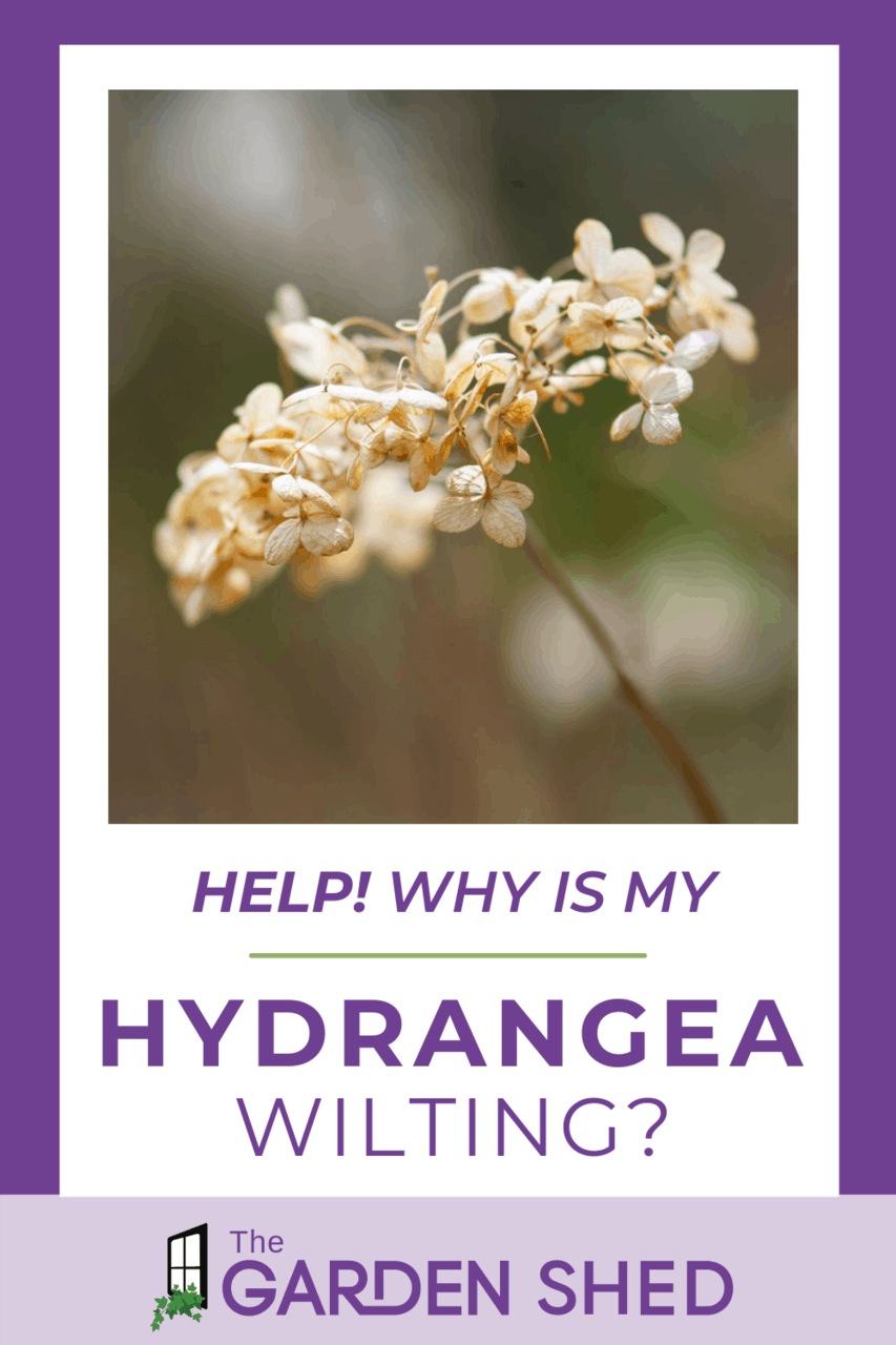 Why Is My Hydrangea Wilting?