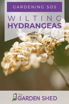 wilting hydrangeas gardening tips and help