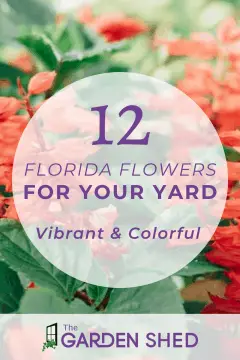 12 Florida flowers for your yard to add color to your garden