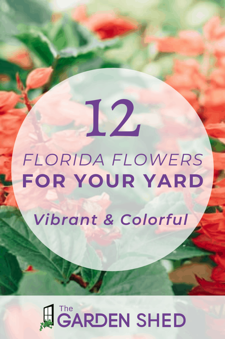 Native Florida Flowers - 12 Colorful Ideas For Your Yard