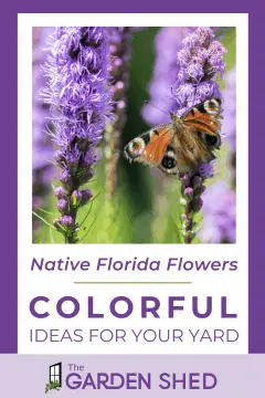 native florida flowers, colorful ideas for your yard