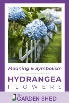 what is the meaning and symbolism of hydrangea flowers