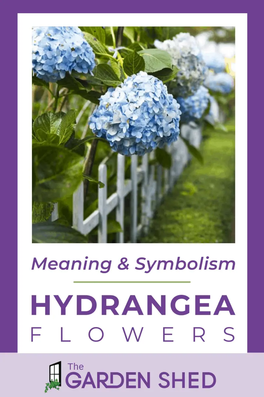 Hydrangea Flower Meaning and Symbolism