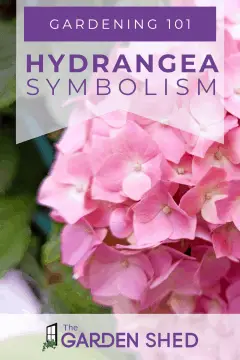 gardening tips - hydrangea symbolism of the flowers