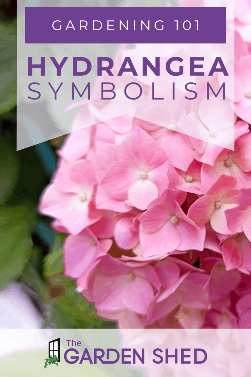 Hydrangea Flower Meaning and Symbolism