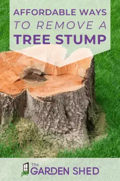 affordable ways to remove a tree stump yourself