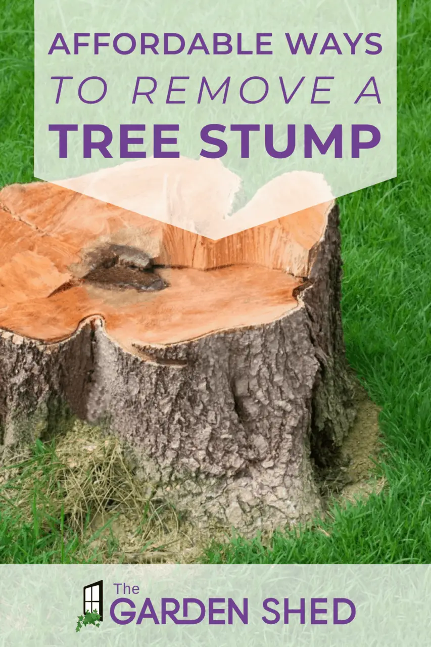Affordable Ways to Remove a Tree Stump