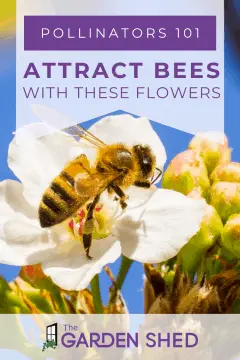 info on pollinators, how to attract bees with these flowers in your garden