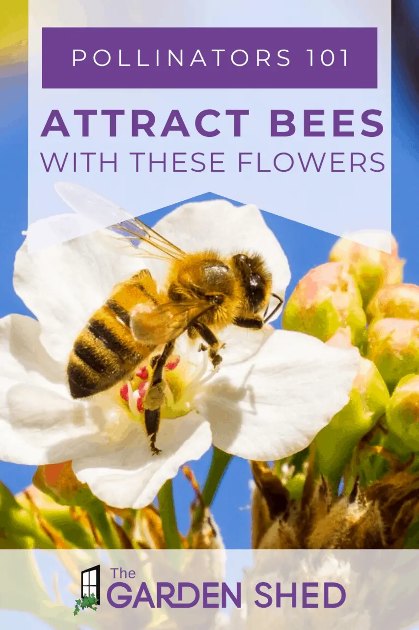 Flowers That Attract Bees To Your Garden