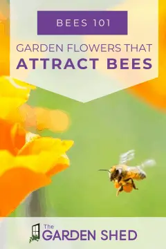 what garden flowers that attract bees