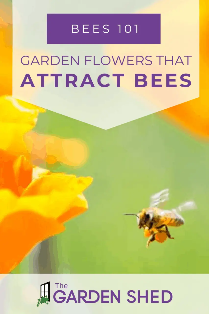 Flowers That Attract Bees To Your Garden