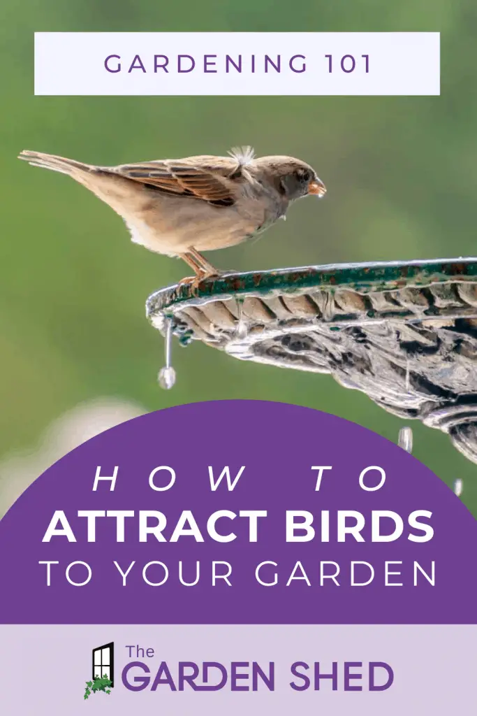 How to attract birds to your garden