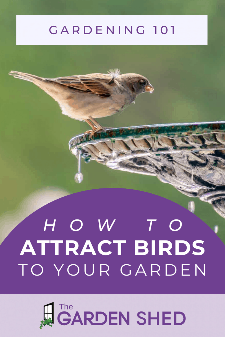 How to Attract Birds to Your Garden The Garden Shed