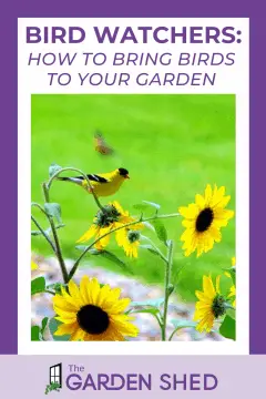 Bird Watchers - how to bring birds to your garden