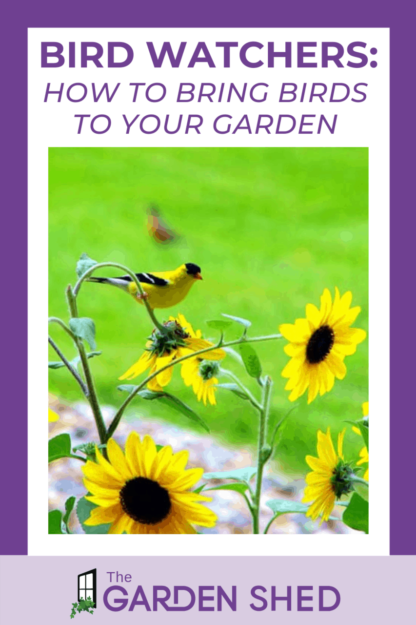 How to Attract Birds to Your Garden