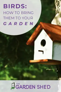 How to Bring Birds to Your Garden