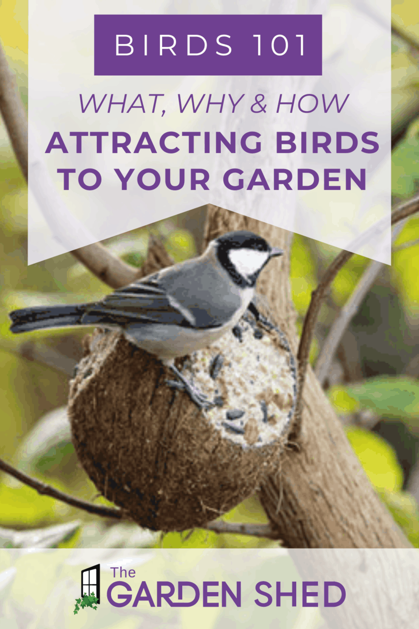 How to Attract Birds to Your Garden