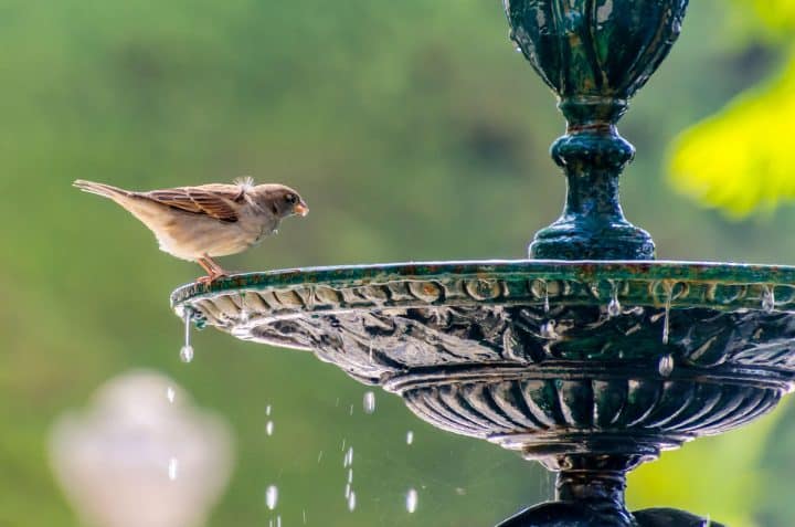 Bird sitting on the edge of a bird bath