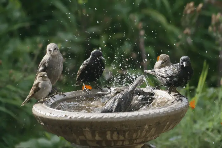 birdbath