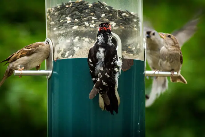 Birds at a birdfeeder