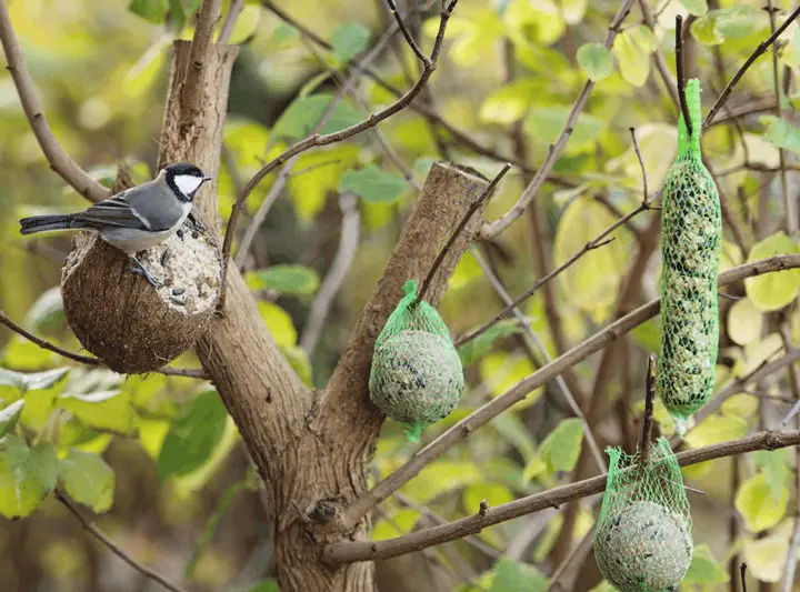 birdseed