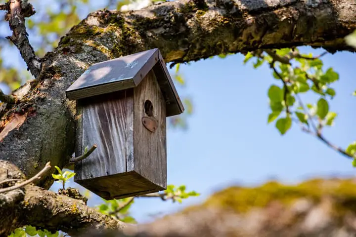 Birdhouse high in a tree gives shelter to birds