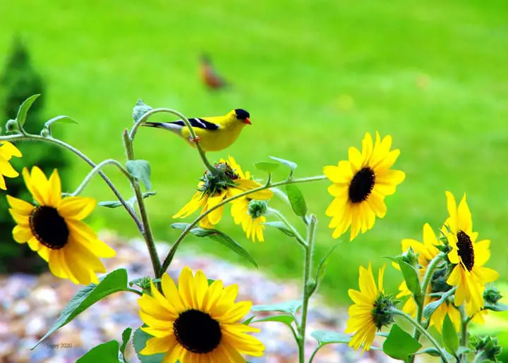 Goldfinch and yellow sunflowers