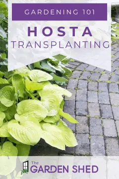 Hostas are one of the most popular perennials for shaded areas of a garden. To learn about when and how to transplant hostas, click here!