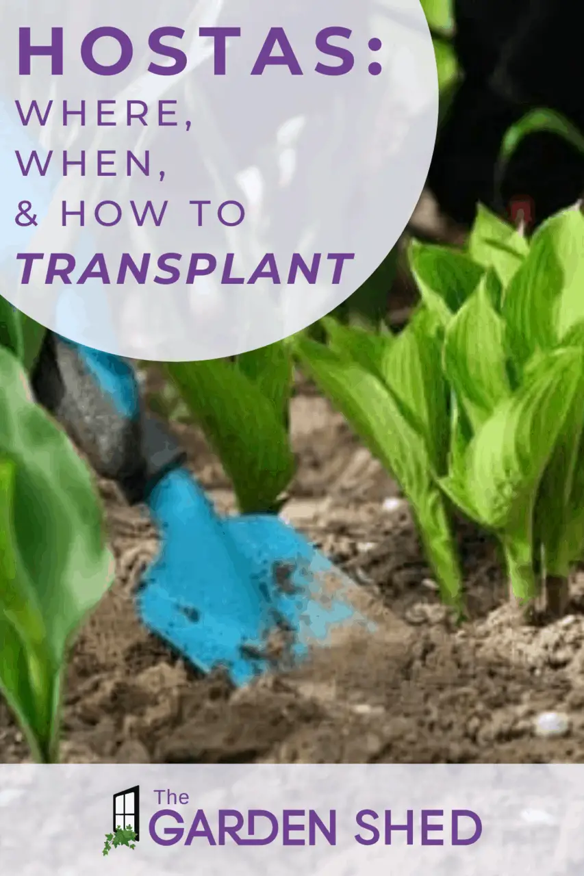 When and How to Transplant Hostas