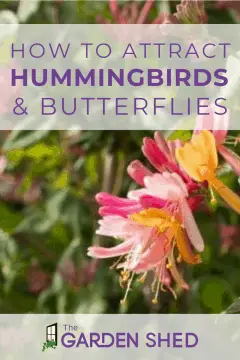 gardening to attract hummingbirds and butterflies