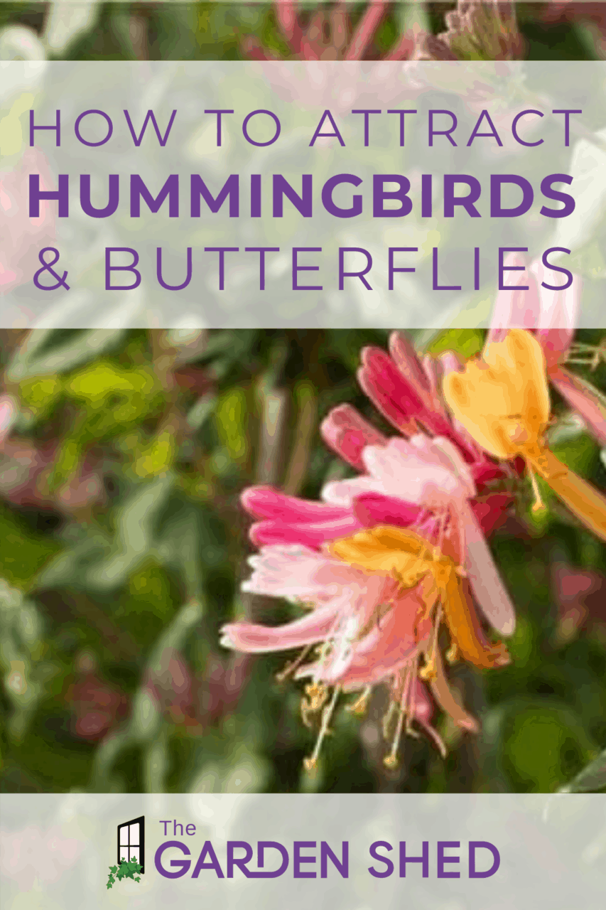 Gardening to Attract Hummingbirds and Butterflies