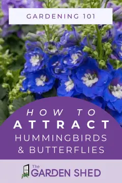 how to attract hummingbirds and butterflies to your garden