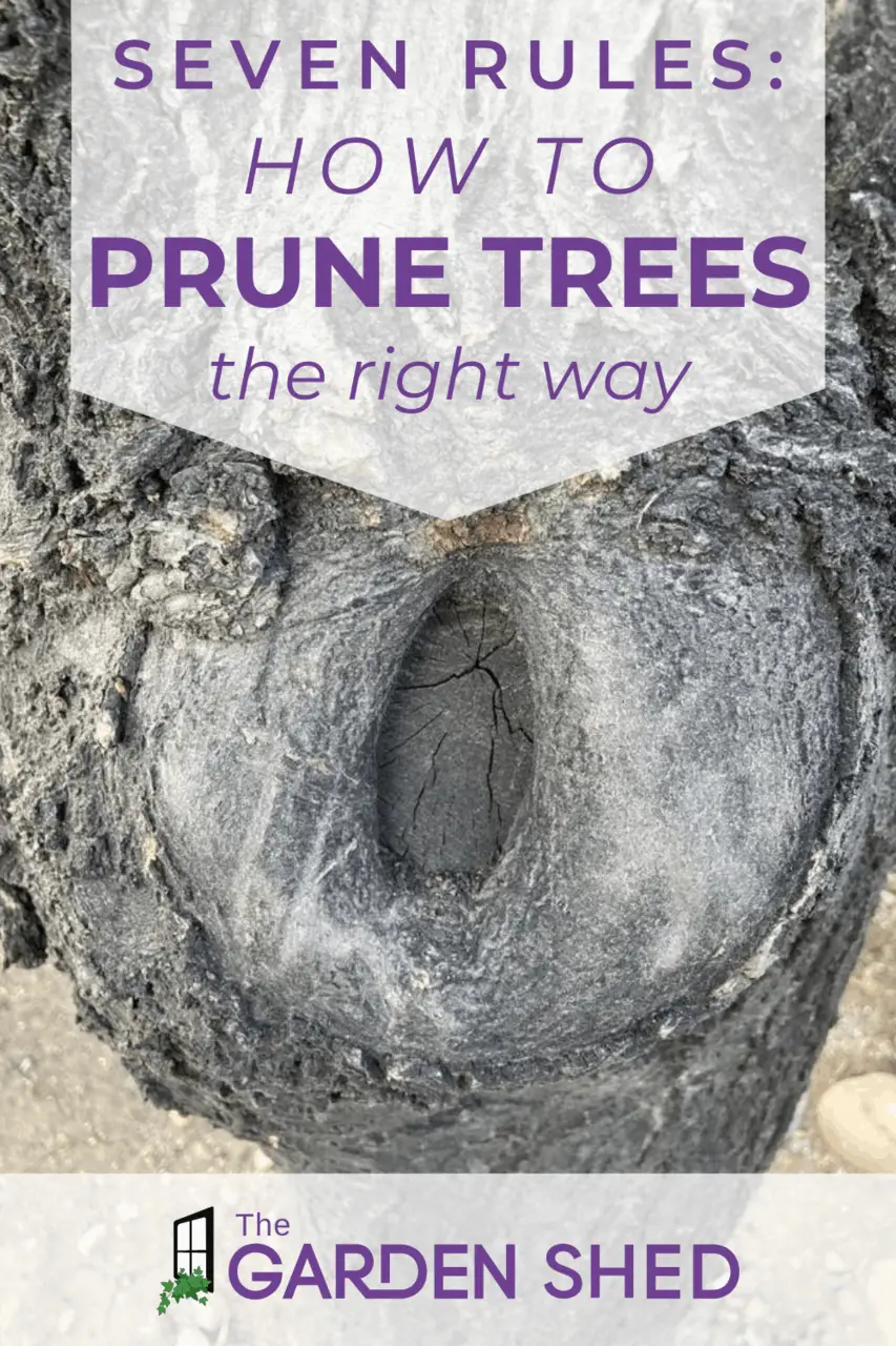 What Is The Best Time To Prune Trees?