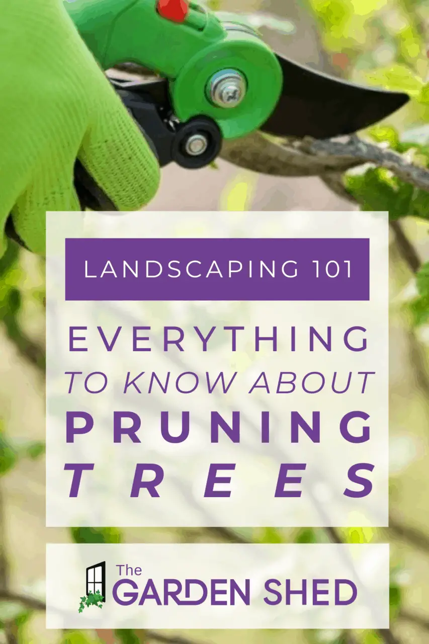 What Is The Best Time To Prune Trees?