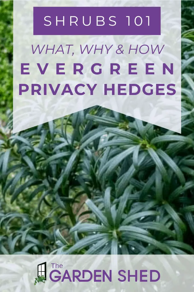 What are the best fast growing evergreen privacy hedges
