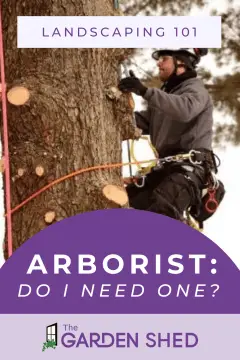 what is an arborist and do I need one?
