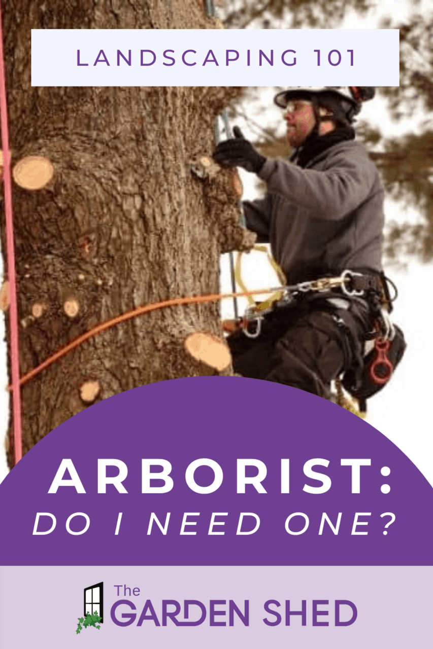 What Is An Arborist?