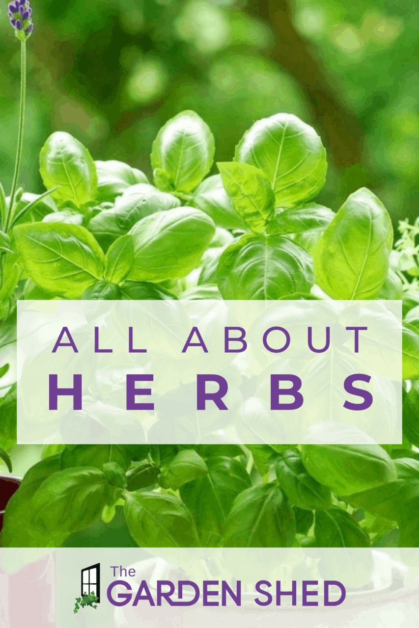 Herb Companion Planting